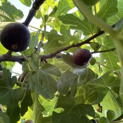 Higos Orgánicos De Venta