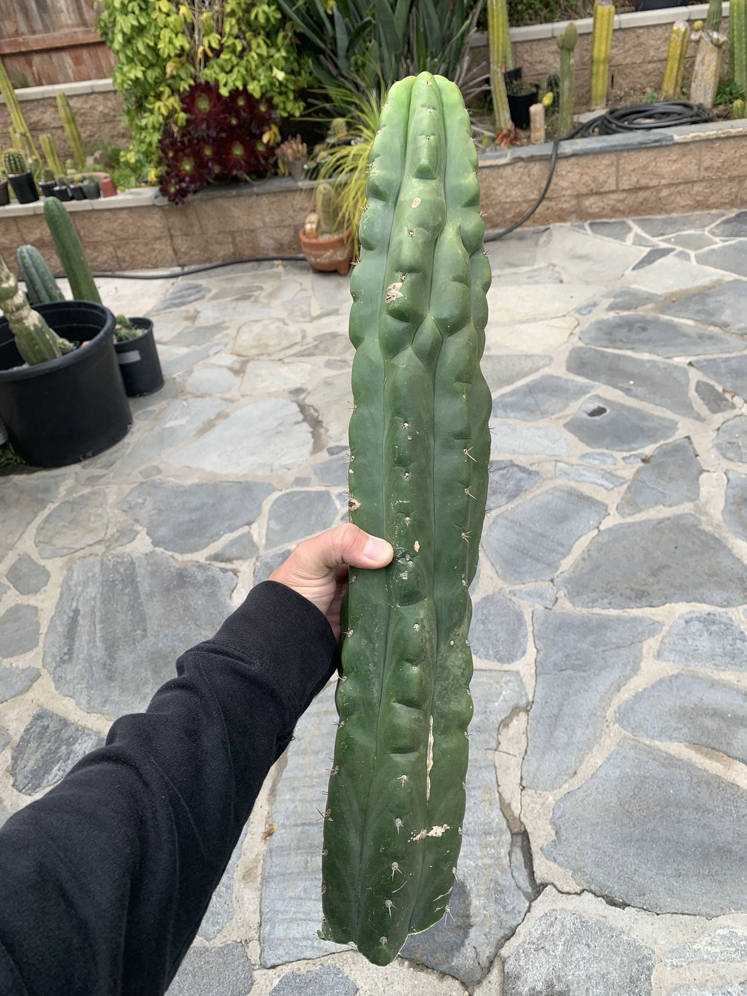 24” Trichocereus Pachanoi Monstrose, San Pedro