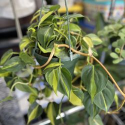 Philodendron Brazil In 6 Inches Hanger Pot