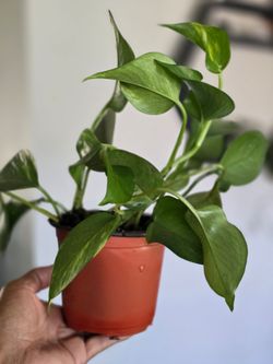 Baby pothos plants