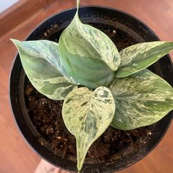 Variegated Heartleaf Philodendron Cutting   