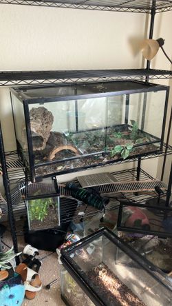 Reptile Supplies 