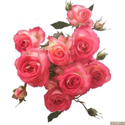 Rare European, Japan rose plants , Summer Dance