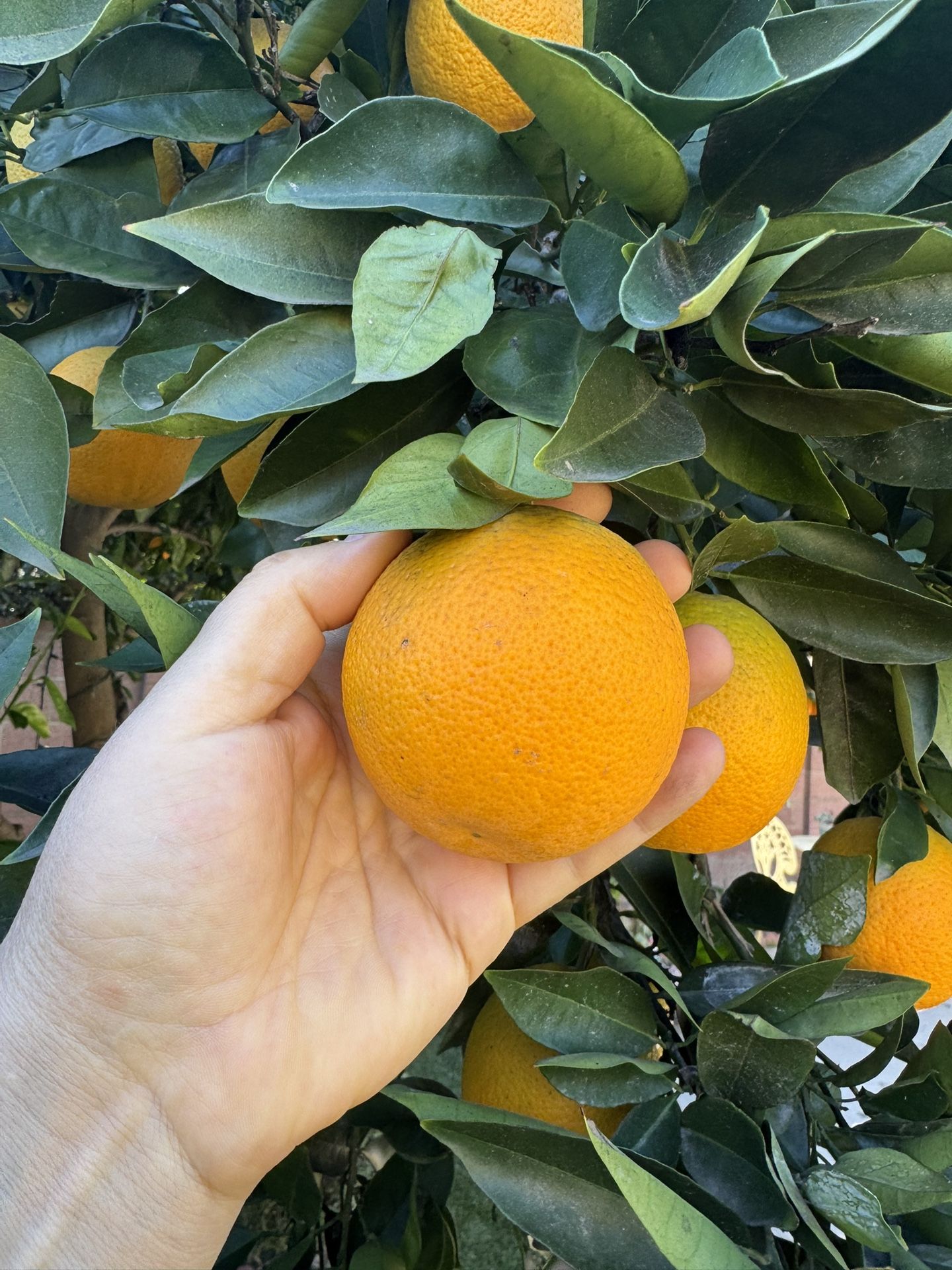 Organic Oranges π, No Pesticides, 20 For $5