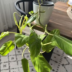 Plant Philodendron hederaceum