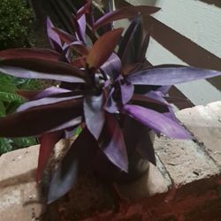 LIVE PURPLE HEART PLANTS  1 gal  $5 (Lmtd time only)