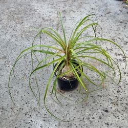 Awesome Pont Tail Plant