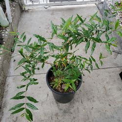 Pomegranite plant