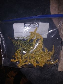 Fresh Dried Goldenrod Batch