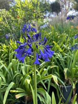 Agapanthus