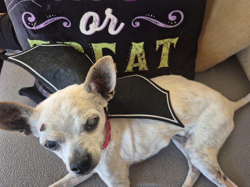 Pet Bat Collar Costume 