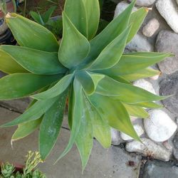 Large Potted Succulent 