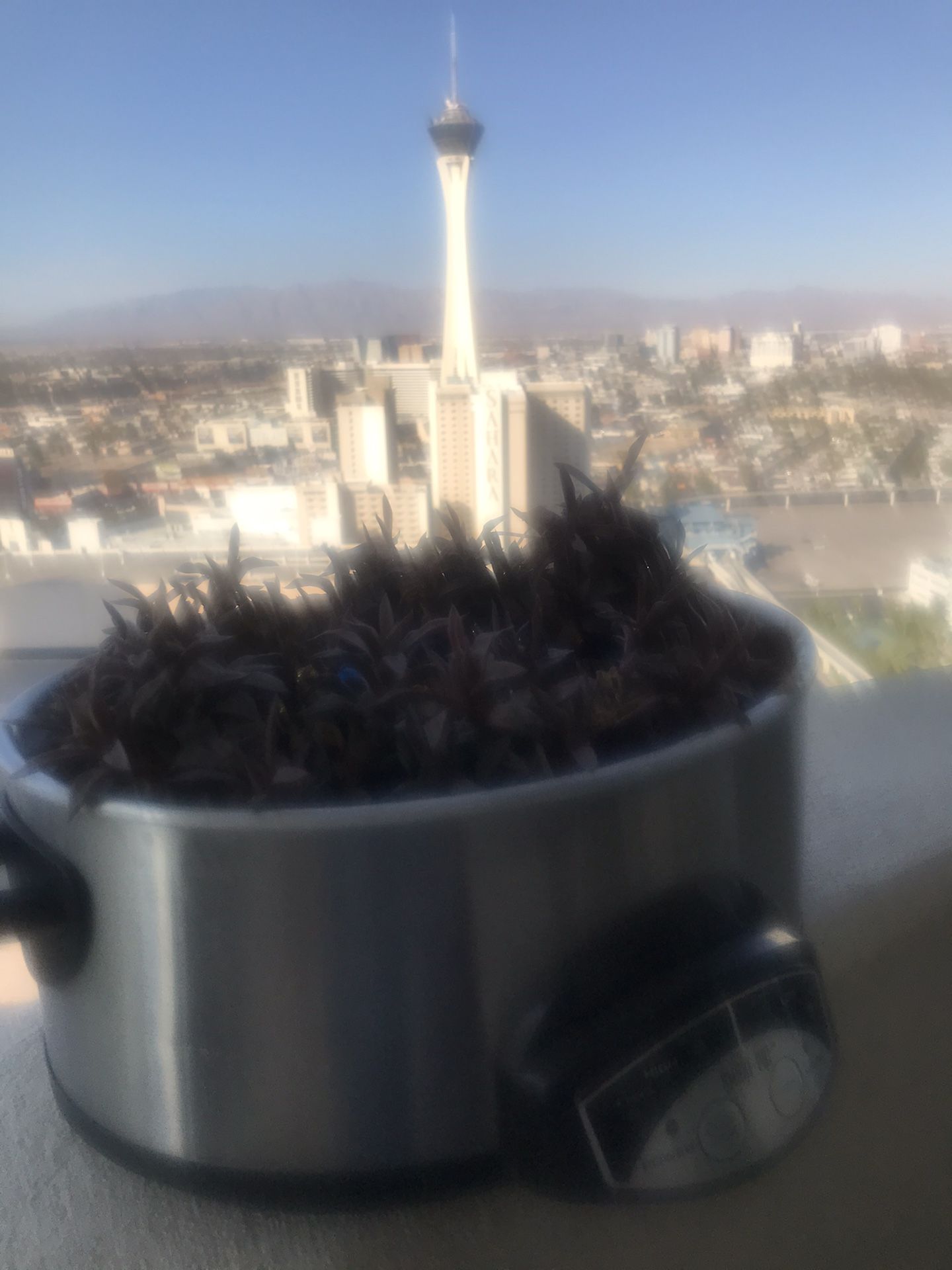 Plant in a crock pot.