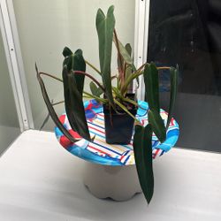 *EXTREMELY RARE* Spiritus Sancti Philodendron 