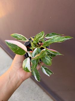 4” philodendron white princess tricolor