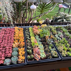 Large variety of 2” pots of colorful succulents.