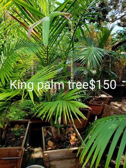 King Palm