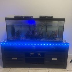 Fish Tank 