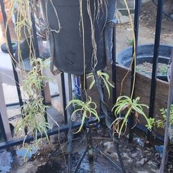 Spider Plant With Stand
