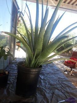 Aloe Vera (Sabila)