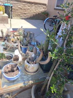Plants n tables