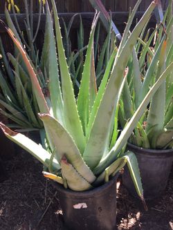 Aloe Vera plant