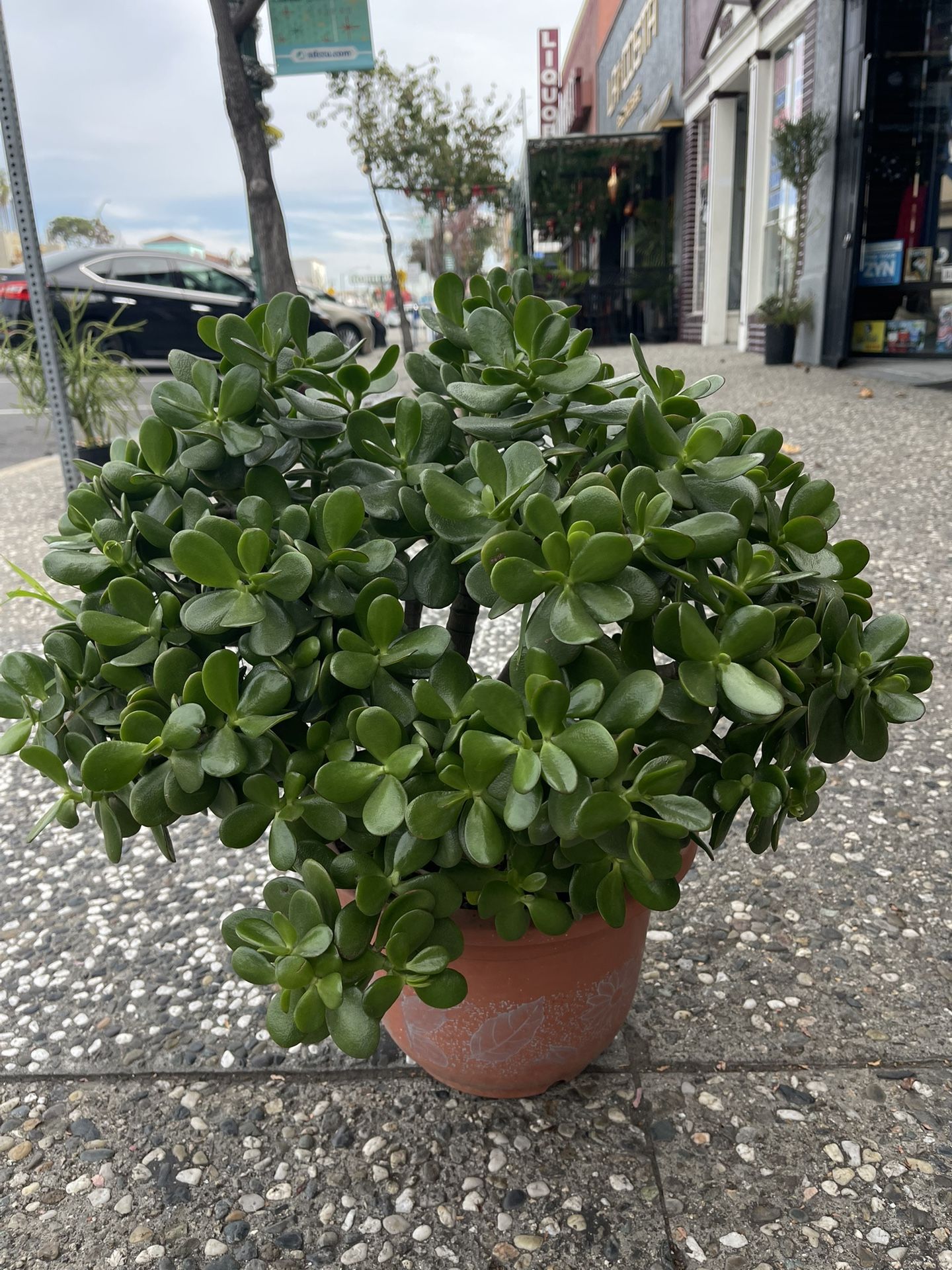 big nice green jade bonsai tree