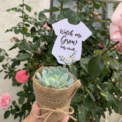 Baby Succulents And Baby Watch Me Grow Signs 