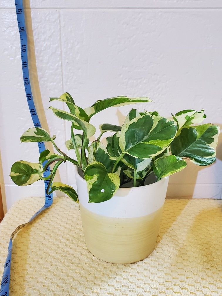 Pothos N 'Joy w Pot