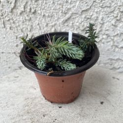3 Inch Pot Succulent Plant - Sedum Sediforme - Turquoise Tails - Rooted and Established Plant - Drought Resistant 🪴
