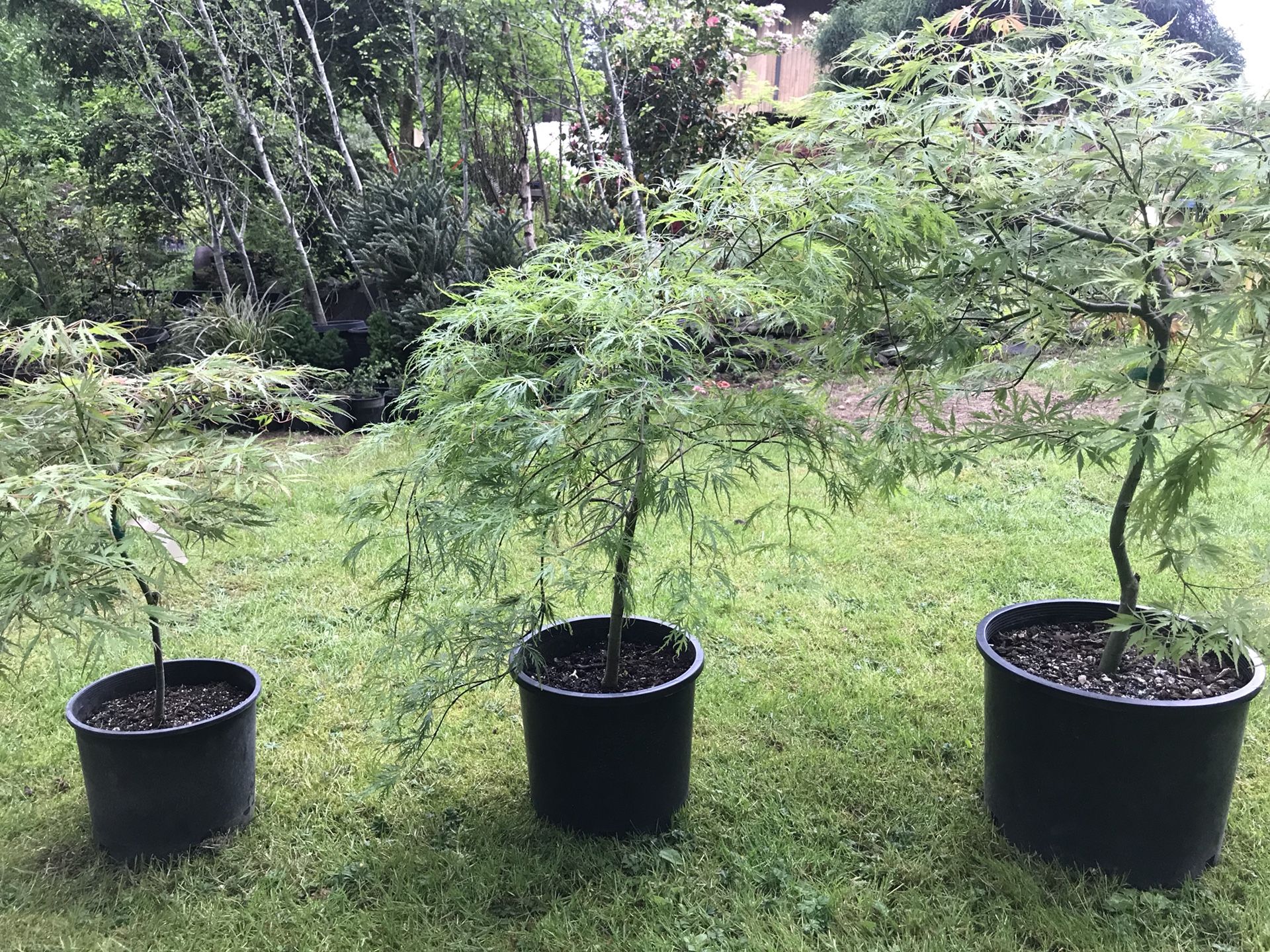 Green laceleaf Japanese maple trees for Sale in Puyallup, WA OfferUp