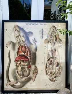 Ratte, Rat Wall Chart by Paul Pfurtscheller, 1910