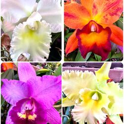 Cattleya Orchid Fragrant Orchids 