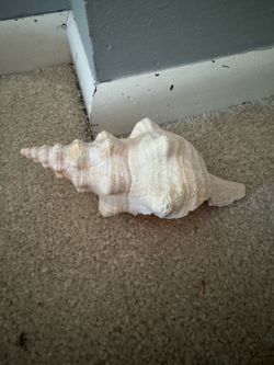 Seashell