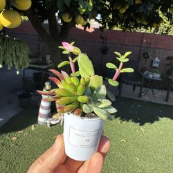 Tiny Cute Succulents 