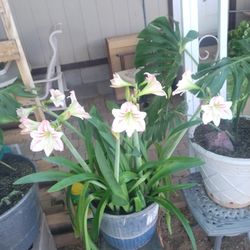 Lilly Plats Mature Or Flowers 