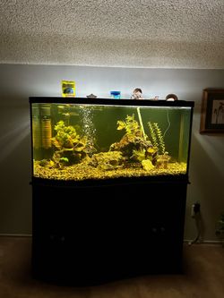 100 gallon aquarium