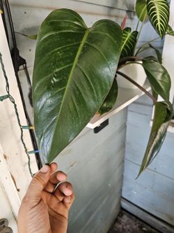 Philodendron "Red Emerald"