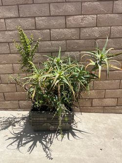 Big plant