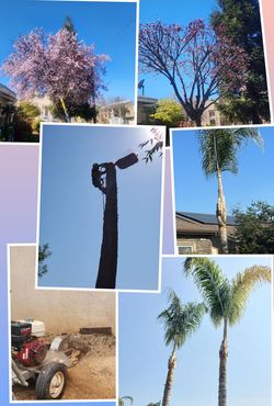 Palm$