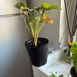 Indoor Plant With Pot, $5