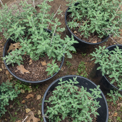 Russian sage in 3 gallon pot