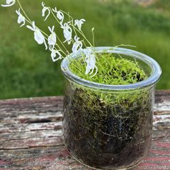 Utricularia sandersonii Carnivorous Bladderwort