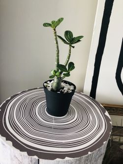 Desert Rose