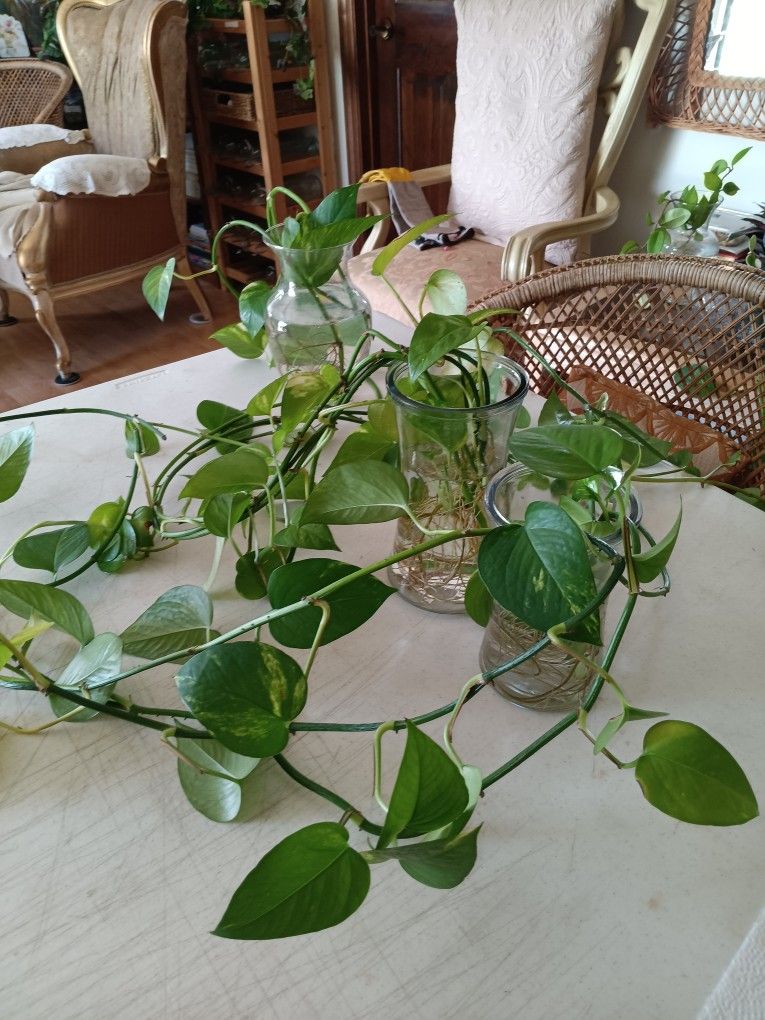10 Leaf Golden Pothos Rooted Vine $8 -Ship Priority Mail $9