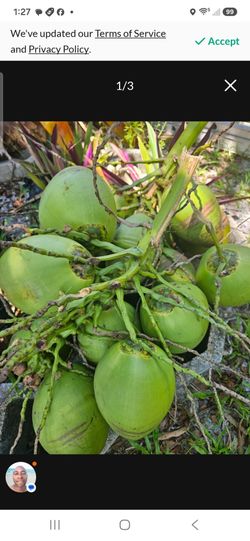 Coconut