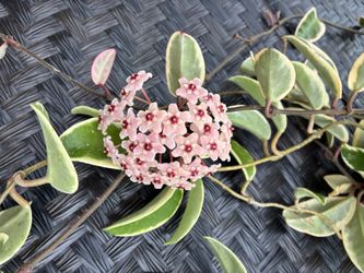 Blooming Hoya Crimson Queen/Tricolor