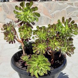 Large Aeonium Arboreum Plant 2f 5"