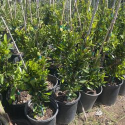 Ficus