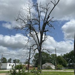 Free Pecan Wood